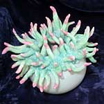 Sea Urchins - inspired by the amazing Great Barrier Reef. These come in different sizes and colours. Stoneware Glaze colours. 